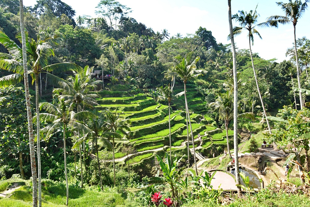 【RITAO CHAN公式アカウント04】◆端渓硯（鷓鴣斑・蕉葉白／十吋） 峇里島，德哥拉朗梯田(Ceking Rice Terrace)